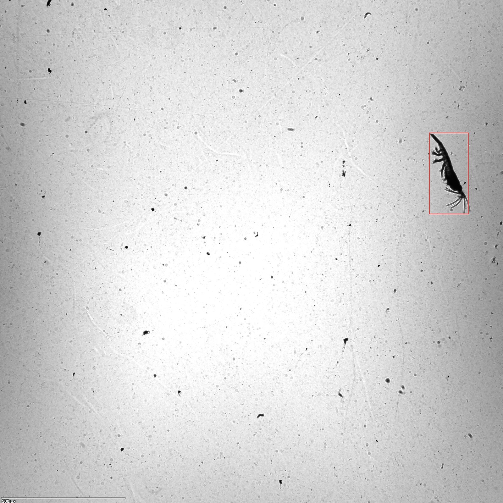 Full-frame pelagic image with a candidate plankton organism highlighted.
